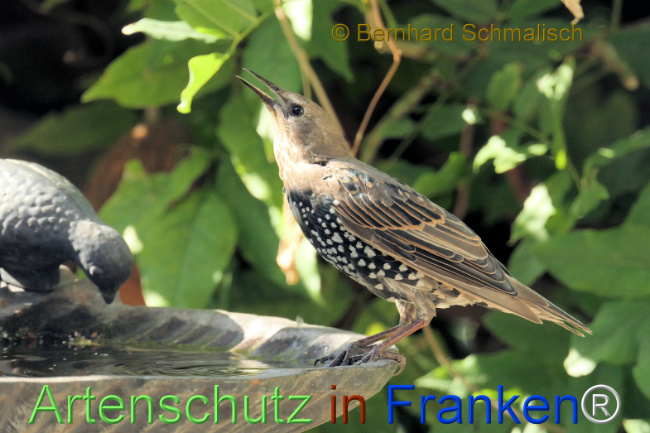 Bild zum Eintrag (1147326-160)