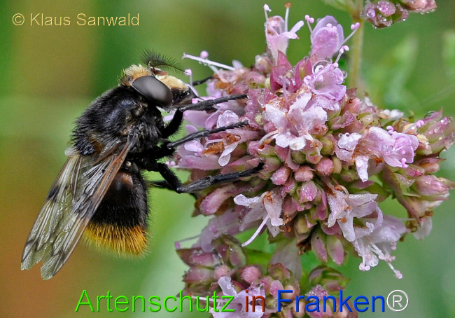 Bild zum Eintrag (1147356-160)