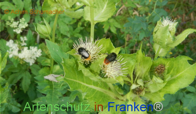 Bild zum Eintrag (1147363-160)