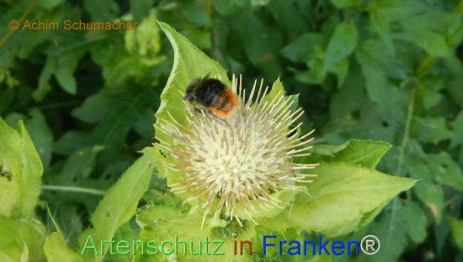 Bild zum Eintrag (1147364-160)