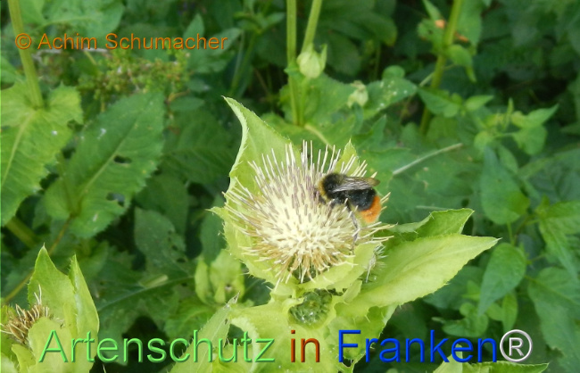 Bild zum Eintrag (1147365-160)