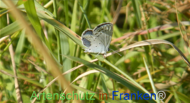 Bild zum Eintrag (1147456-160)
