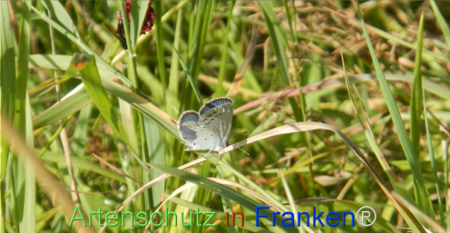 Bild zum Eintrag (1147459-160)