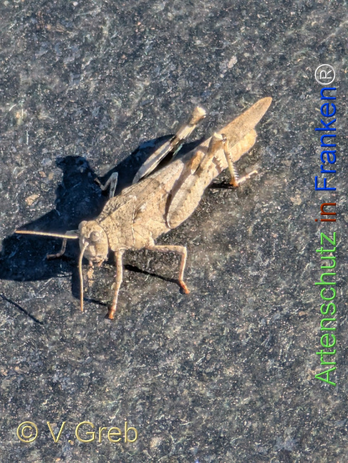 Bild zum Eintrag (1147700-160)