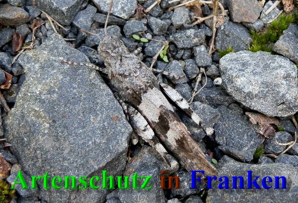 Bild zum Eintrag (1147703-160)