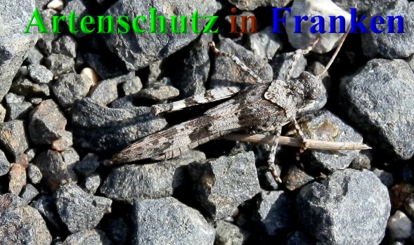 Bild zum Eintrag (1147704-160)