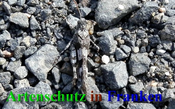 Bild zum Eintrag (1147705-160)