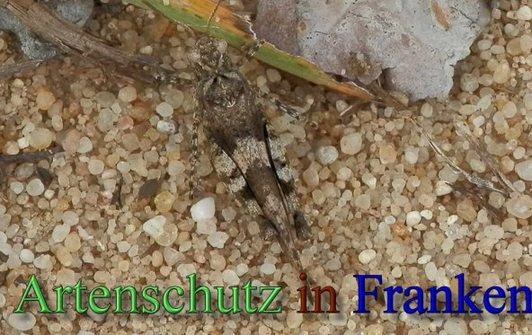 Bild zum Eintrag (1147710-160)