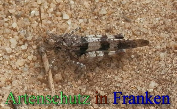 Bild zum Eintrag (1147712-160)