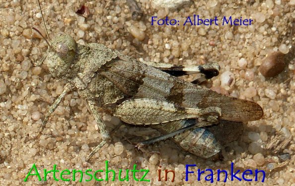 Bild zum Eintrag (1147718-160)