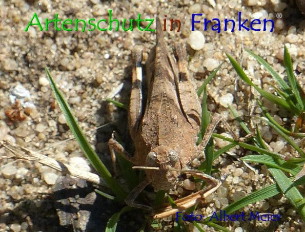 Bild zum Eintrag (1147719-160)