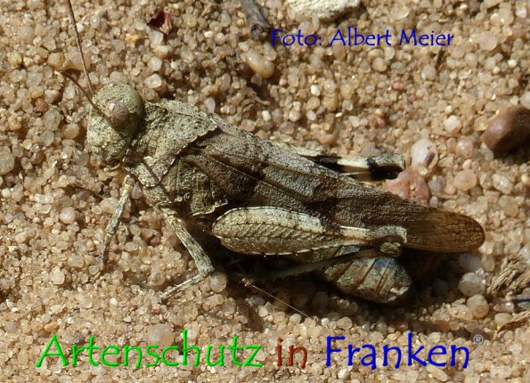 Bild zum Eintrag (1147721-160)