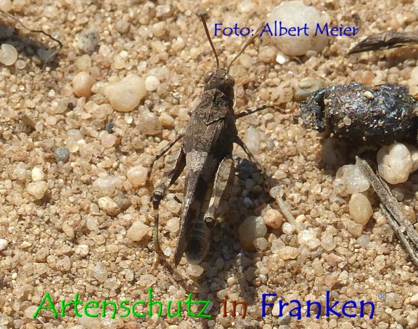 Bild zum Eintrag (1147722-160)