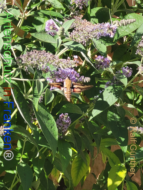 Bild zum Eintrag (1147745-160)