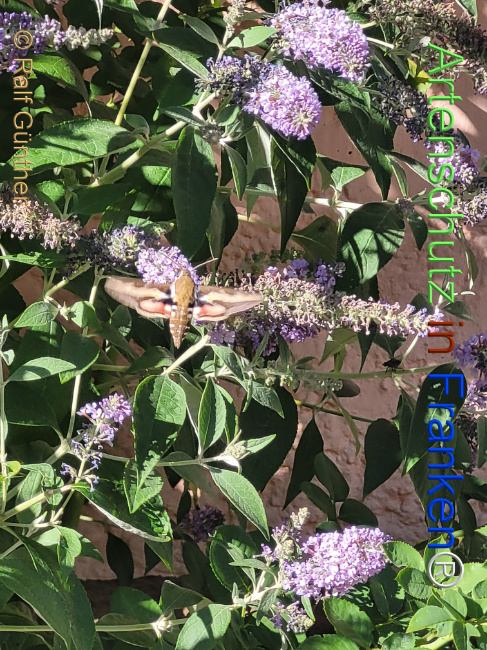 Bild zum Eintrag (1147746-160)