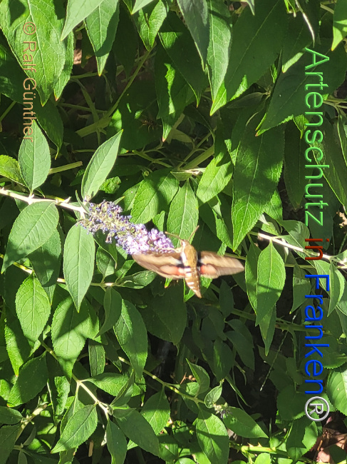 Bild zum Eintrag (1147752-160)