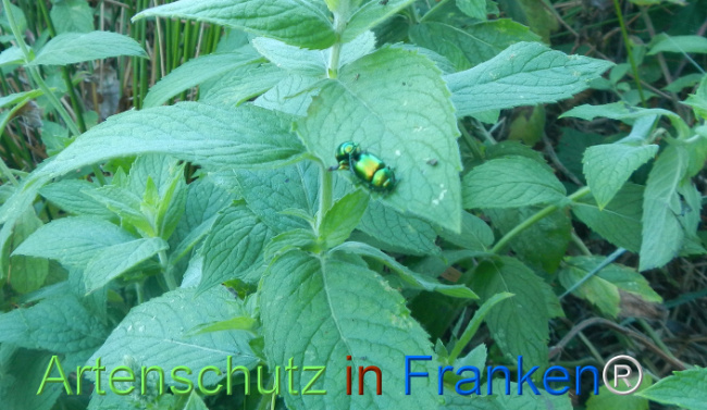 Bild zum Eintrag (1147809-160)