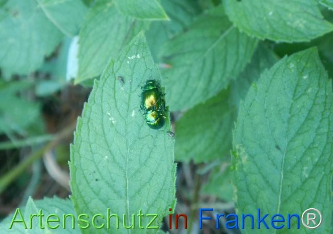 Bild zum Eintrag (1147812-160)