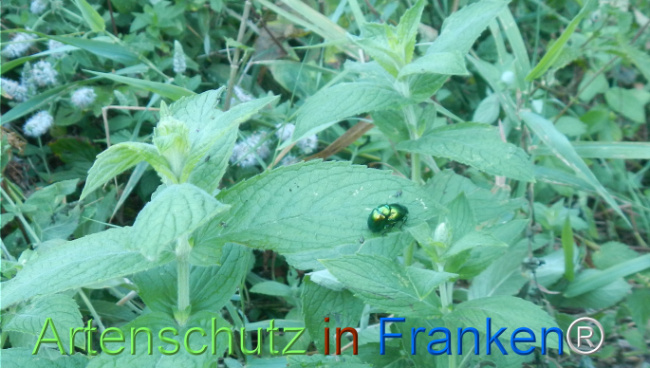 Bild zum Eintrag (1147813-160)