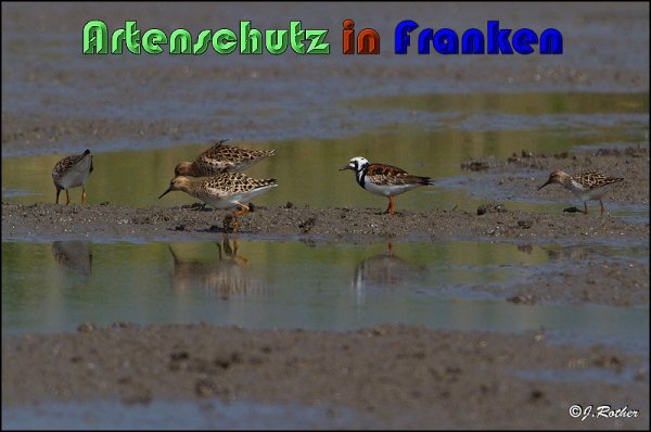 Bild zum Eintrag (1147833-160)