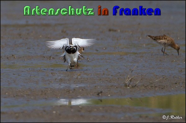Bild zum Eintrag (1147834-160)