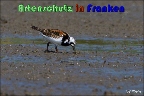 Bild zum Eintrag (1147835-160)