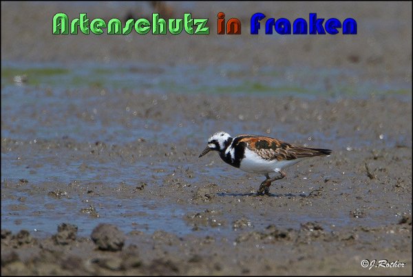 Bild zum Eintrag (1147836-160)