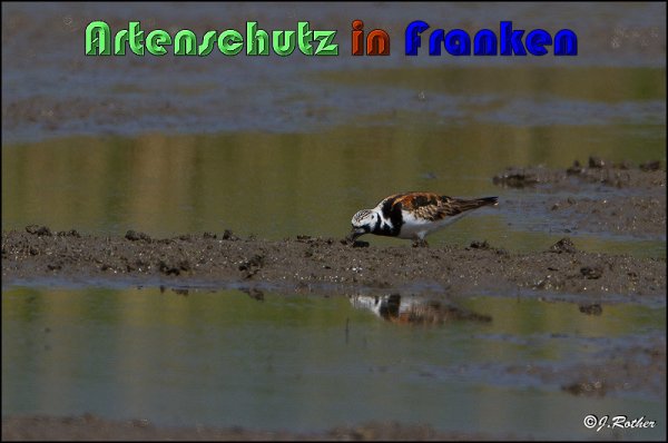 Bild zum Eintrag (1147837-160)