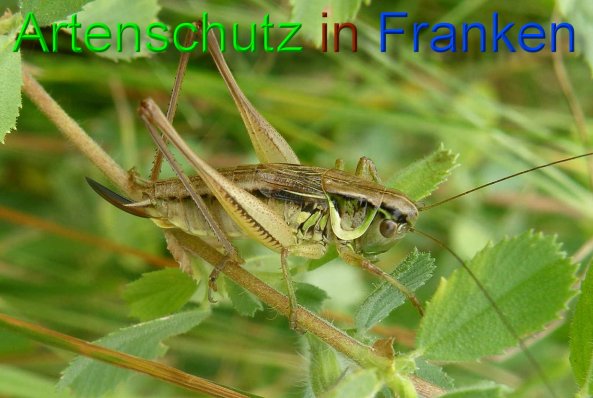 Bild zum Eintrag (1147849-160)