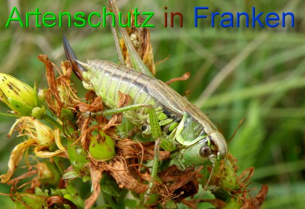 Bild zum Eintrag (1147850-160)