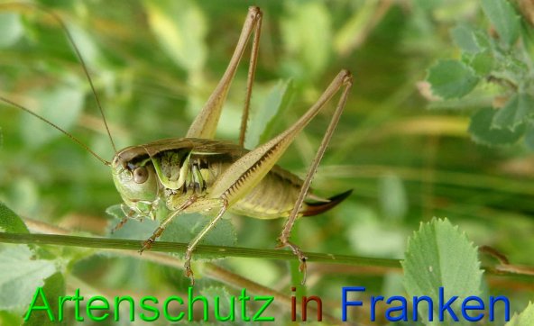 Bild zum Eintrag (1147852-160)