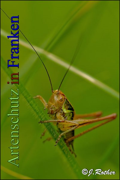 Bild zum Eintrag (1147853-160)