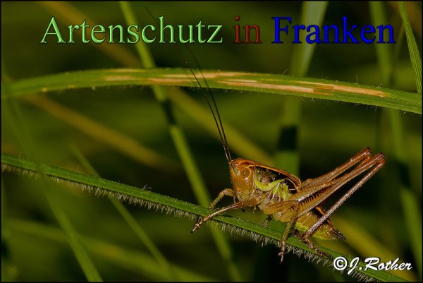 Bild zum Eintrag (1147854-160)