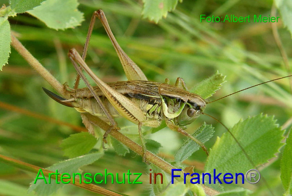 Bild zum Eintrag (1147855-160)