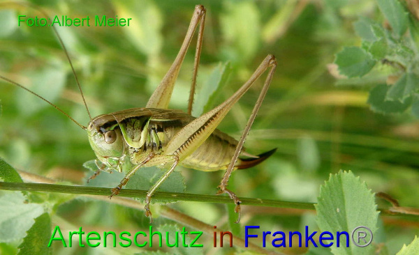 Bild zum Eintrag (1147857-160)