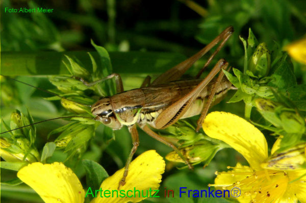 Bild zum Eintrag (1147858-160)