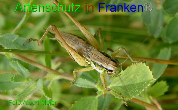 Bild zum Eintrag (1147859-160)