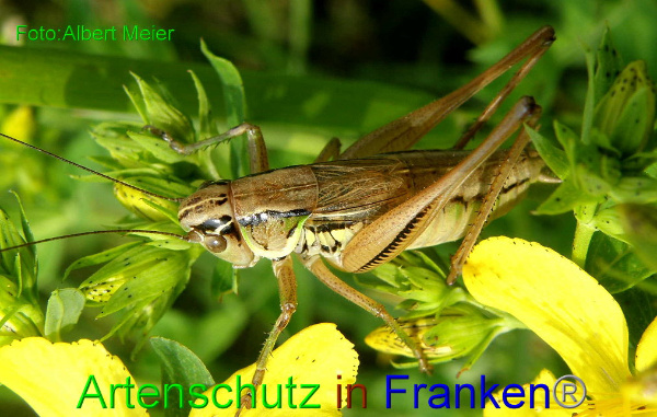 Bild zum Eintrag (1147860-160)