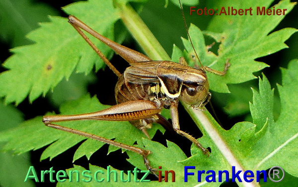 Bild zum Eintrag (1147861-160)