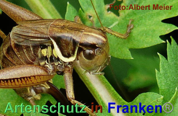 Bild zum Eintrag (1147862-160)