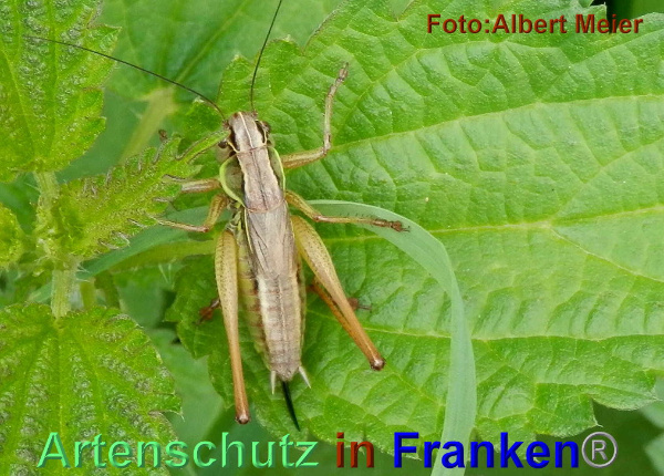 Bild zum Eintrag (1147863-160)