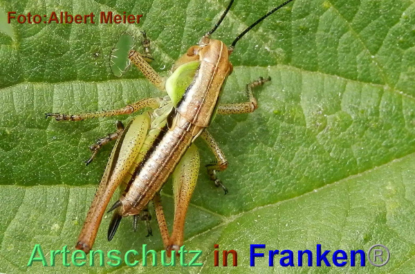 Bild zum Eintrag (1147864-160)
