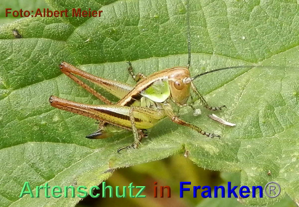 Bild zum Eintrag (1147865-160)
