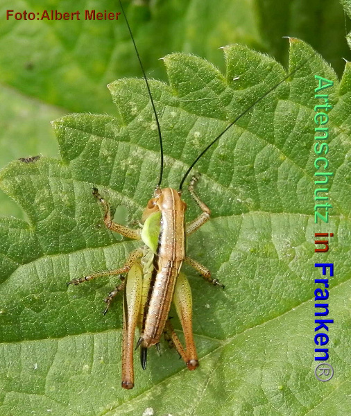 Bild zum Eintrag (1147867-160)
