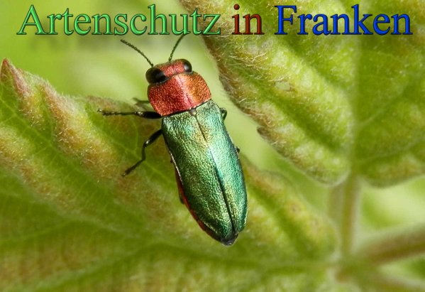 Bild zum Eintrag (1147907-160)