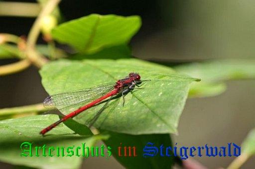 Bild zum Eintrag (1147941-160)