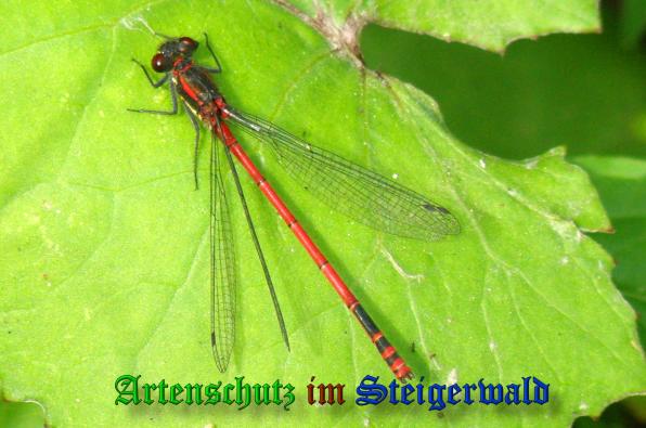 Bild zum Eintrag (1147944-160)