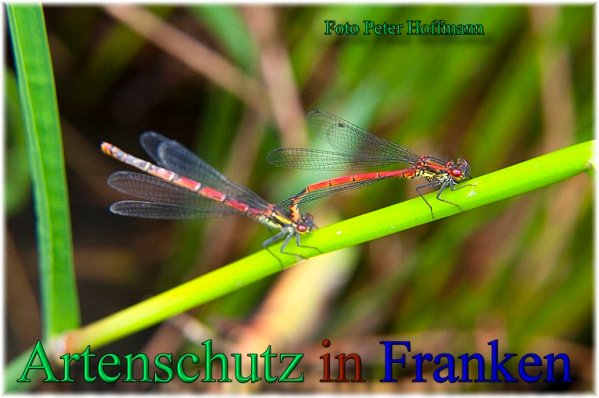 Bild zum Eintrag (1147948-160)