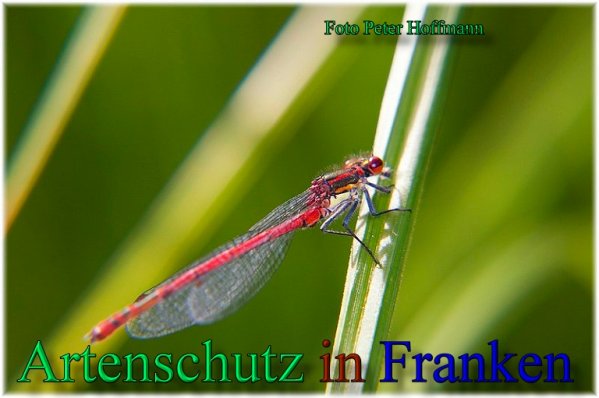 Bild zum Eintrag (1147949-160)