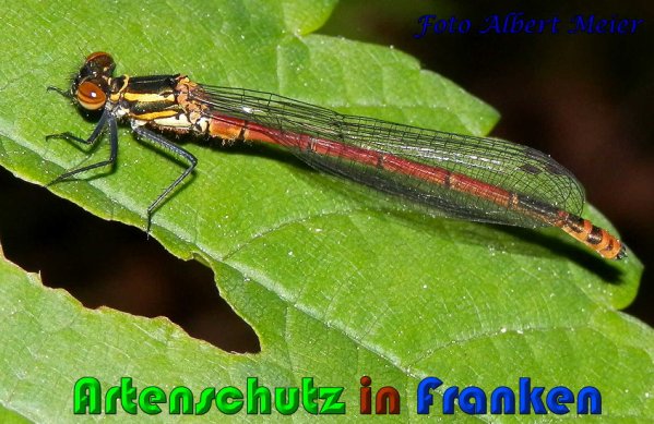 Bild zum Eintrag (1147952-160)